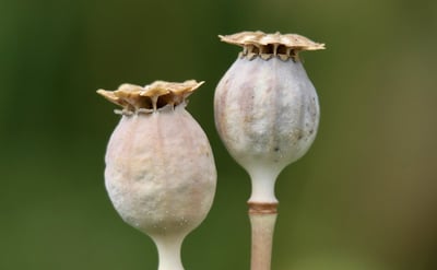 What Are the Best Ways to Secure Seed Funding?
