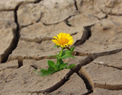 How do successful entrepreneurs handle rejection and failure?